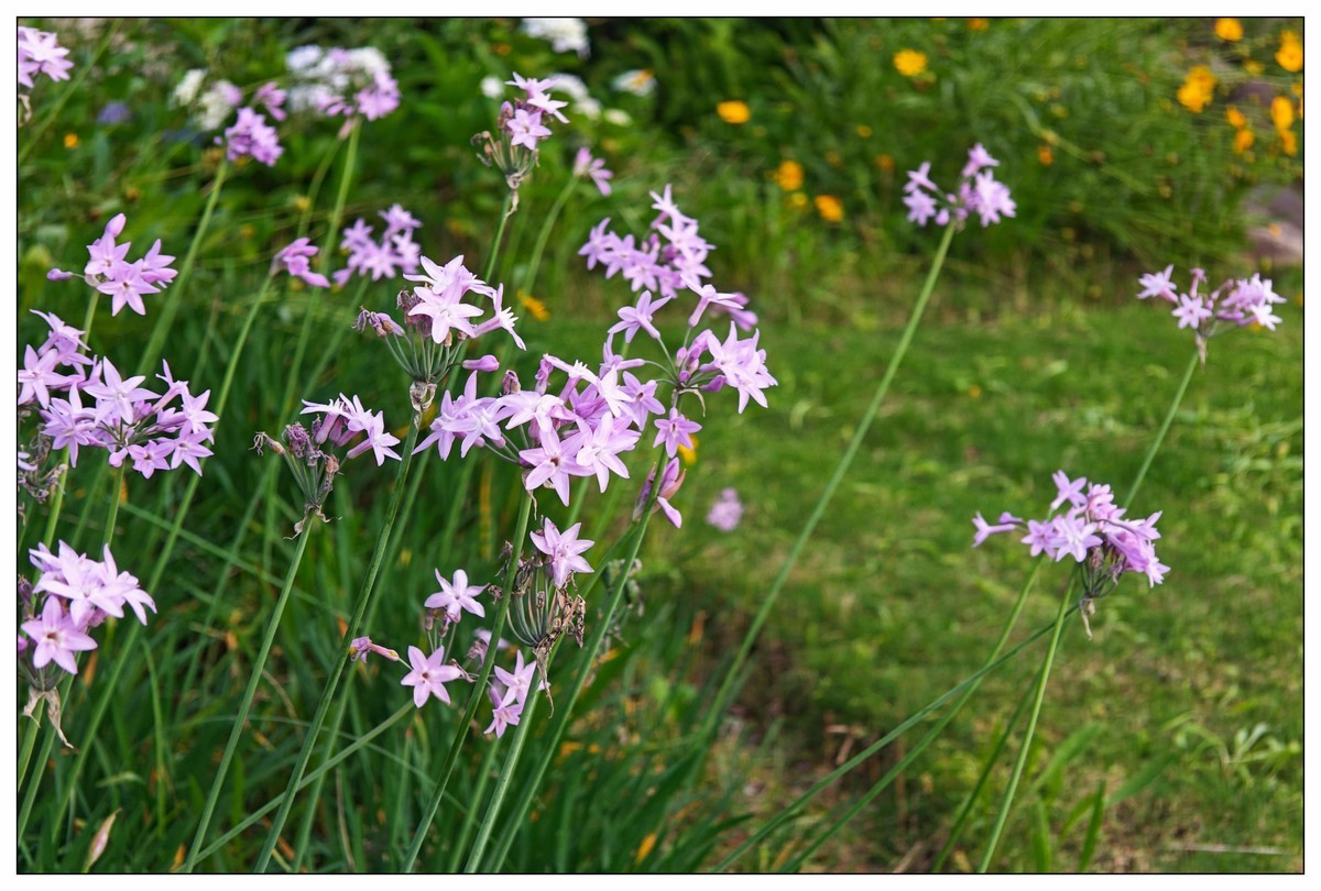 太鹤湖防洪堤花草（蔚来手机随拍）