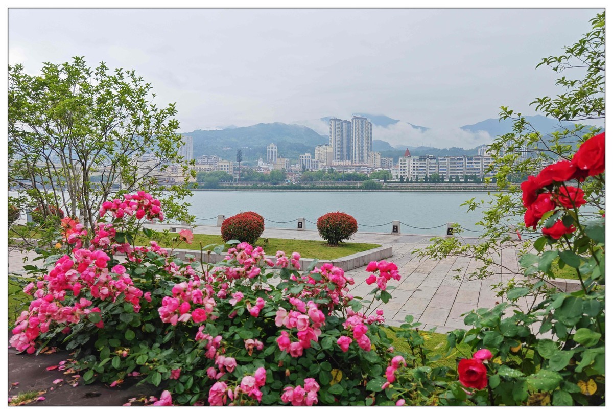太鹤湖防洪堤花草（蔚来手机随拍）