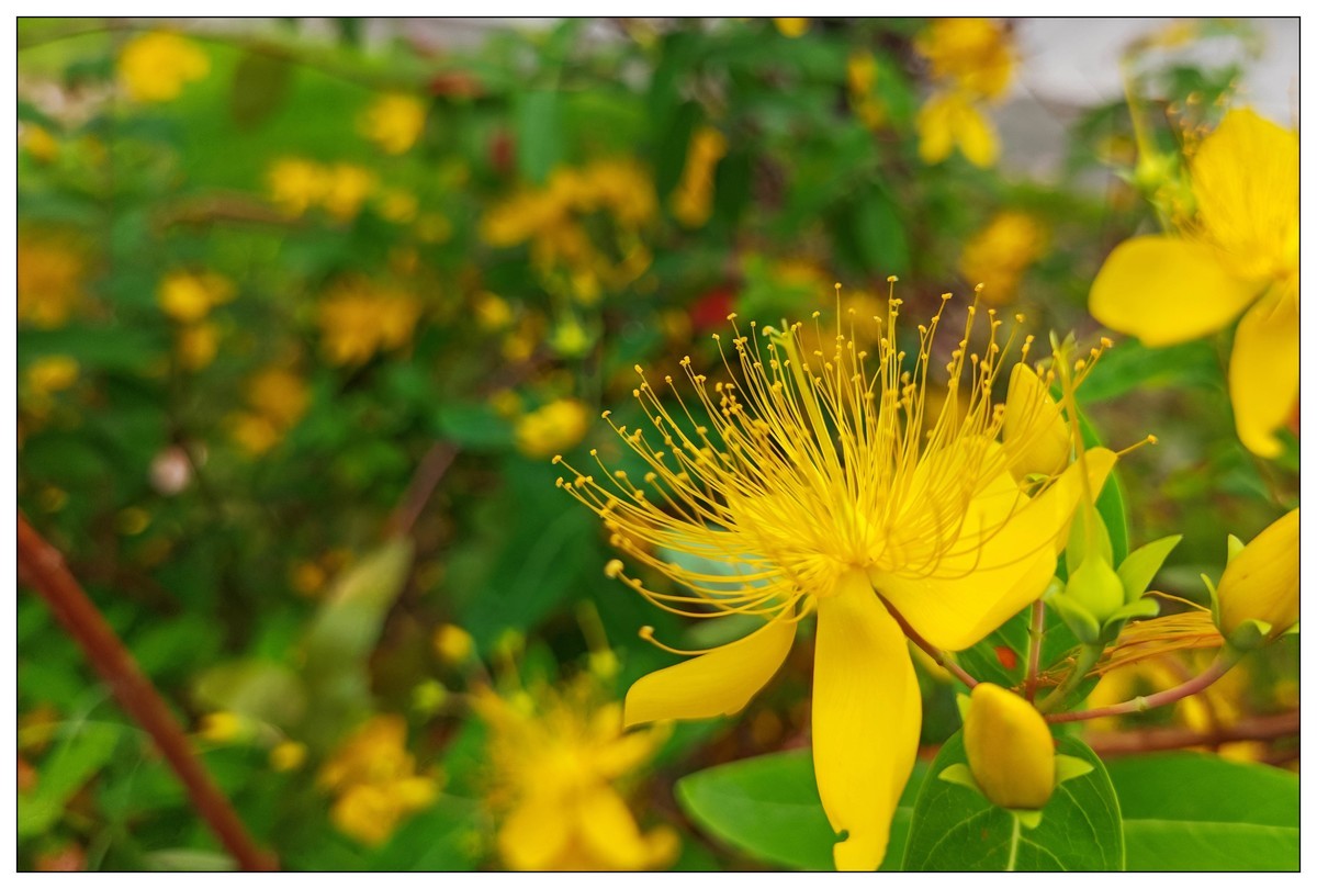 太鹤湖防洪堤花草（蔚来手机随拍）