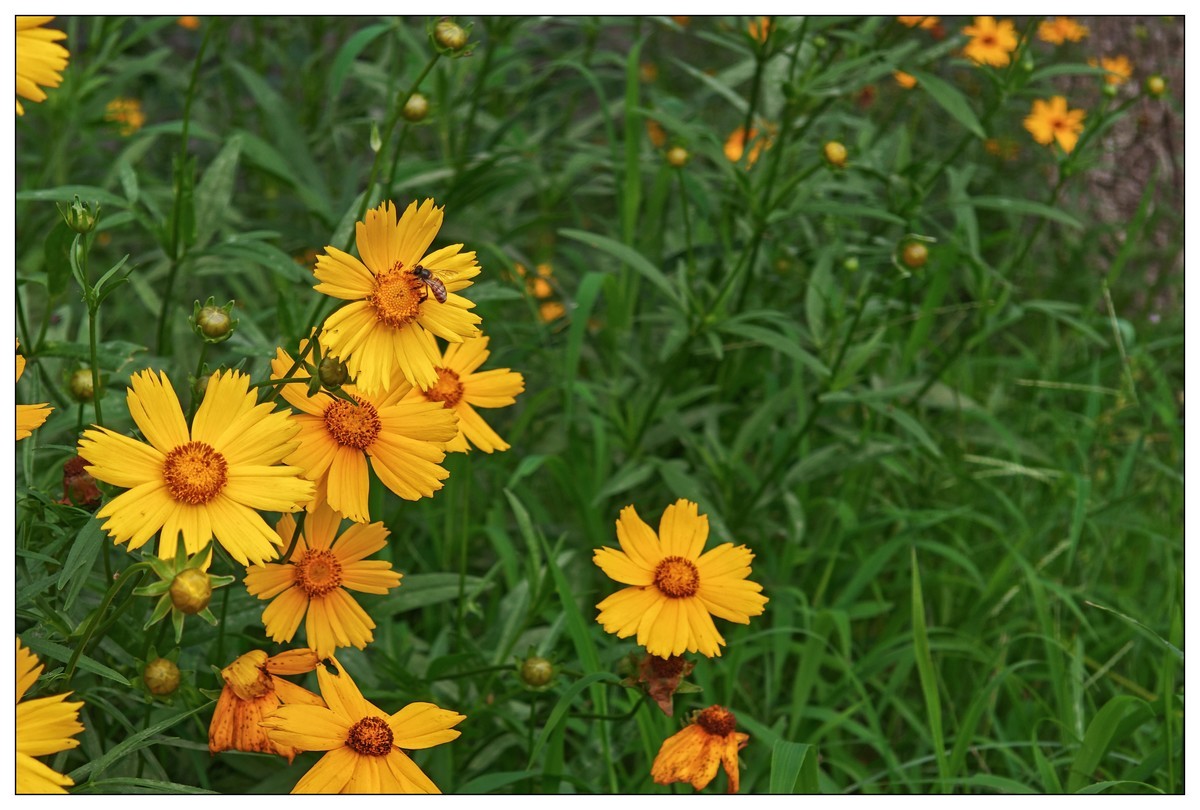 太鹤湖防洪堤花草（蔚来手机随拍）