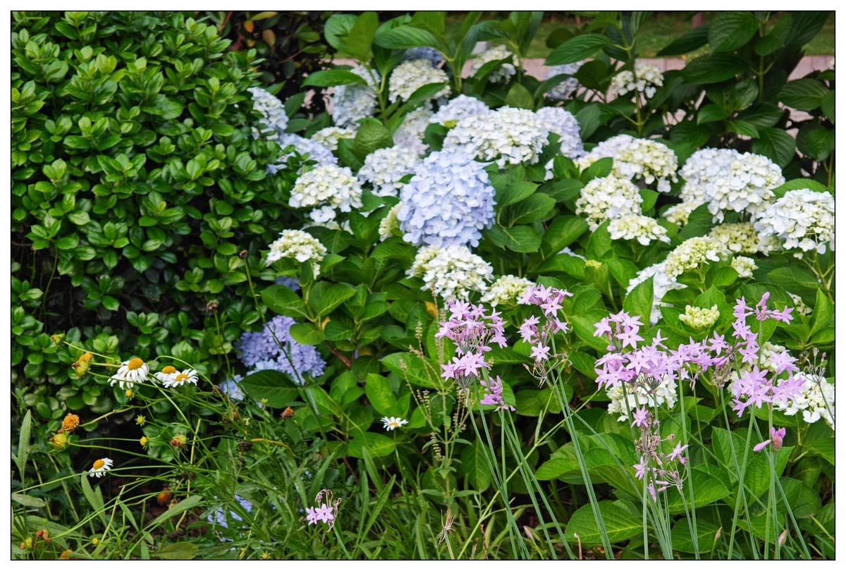 太鹤湖防洪堤花草（蔚来手机随拍）
