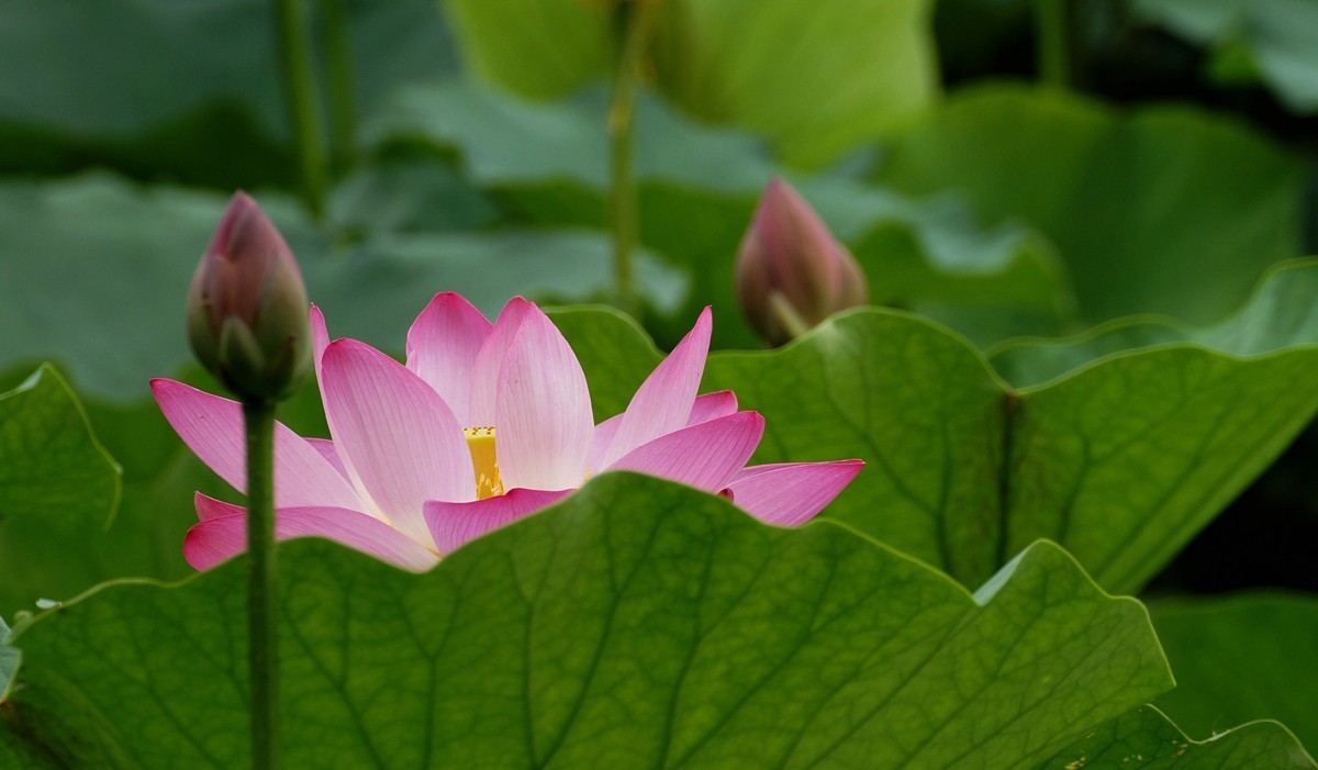 荷花。。。。。。。