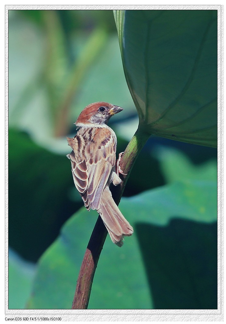 国庆周末特刊《岛城风景与节日里的美女》祝大家节日愉快！万事如意！