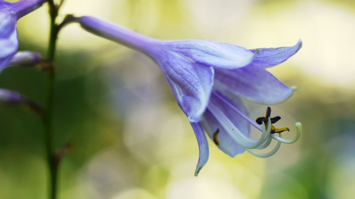 潘泰康50/1.8近拍玉簪花