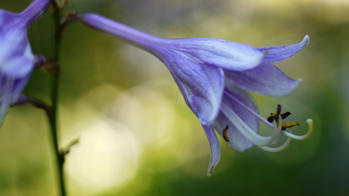 潘泰康50/1.8近拍玉簪花