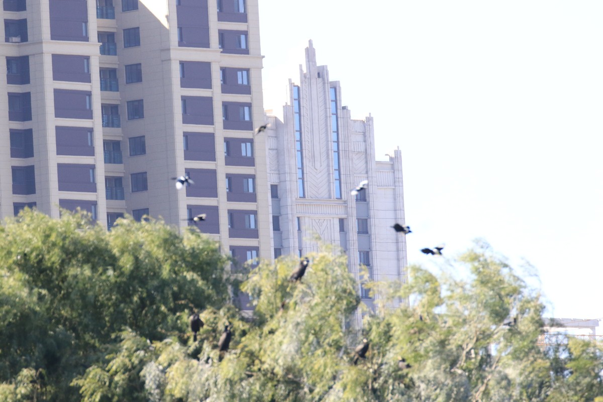 滨河公园散步随拍