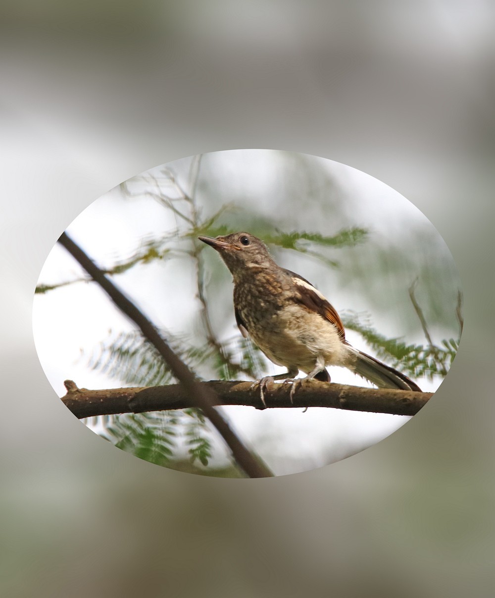 尝试处理不喜欢的鸟片背景