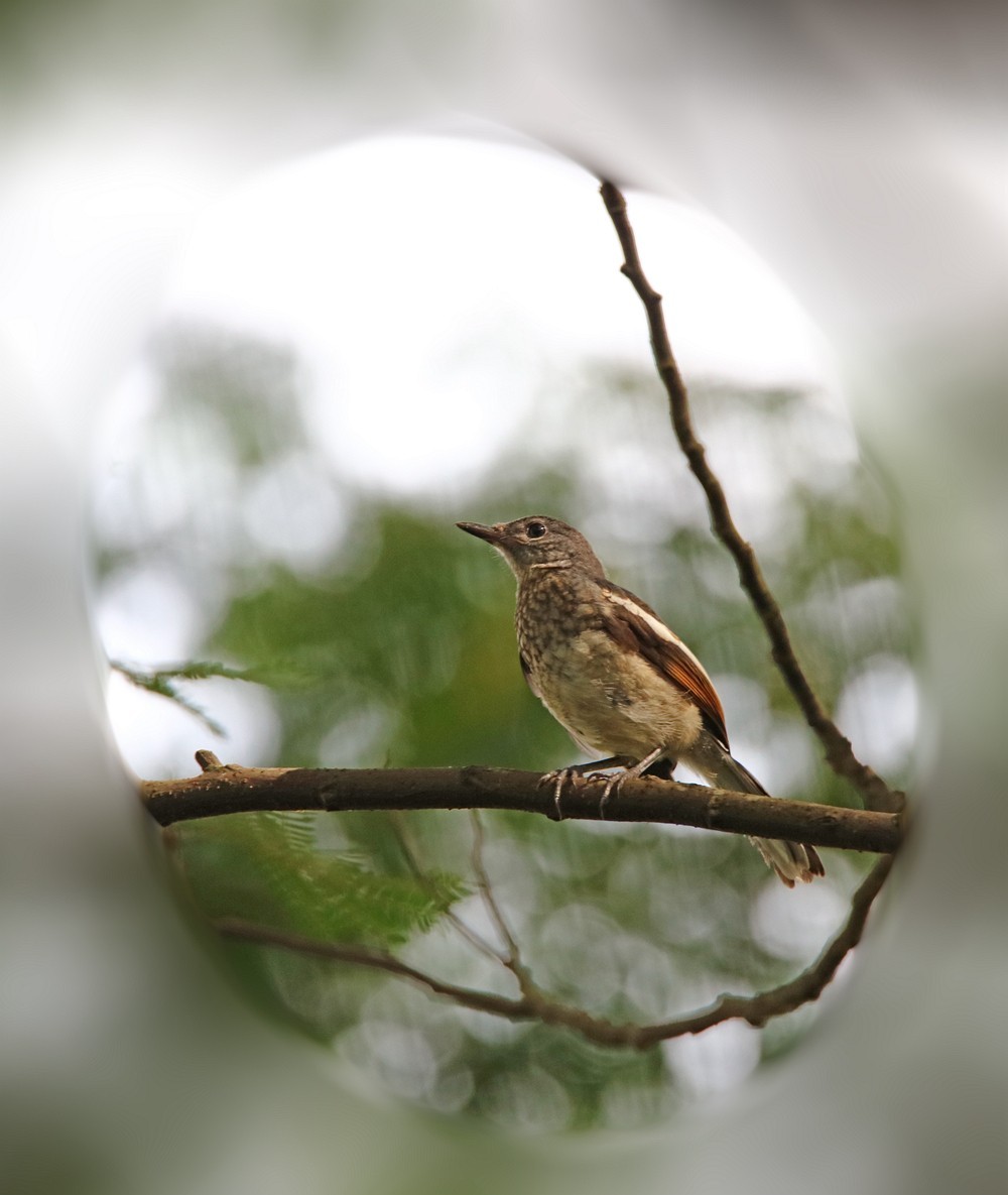 尝试处理不喜欢的鸟片背景