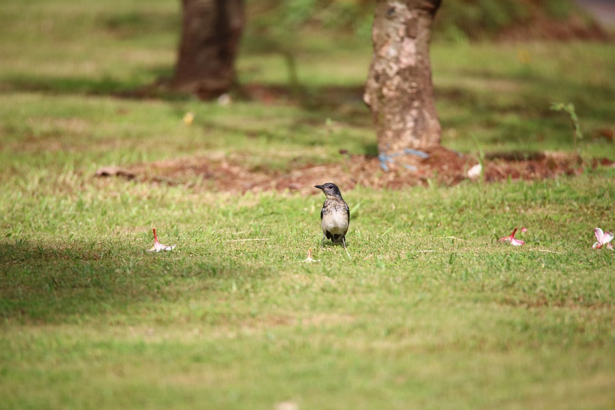 尝试处理不喜欢的鸟片背景