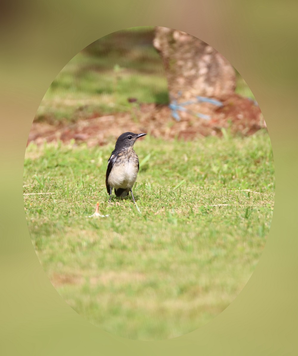 尝试处理不喜欢的鸟片背景