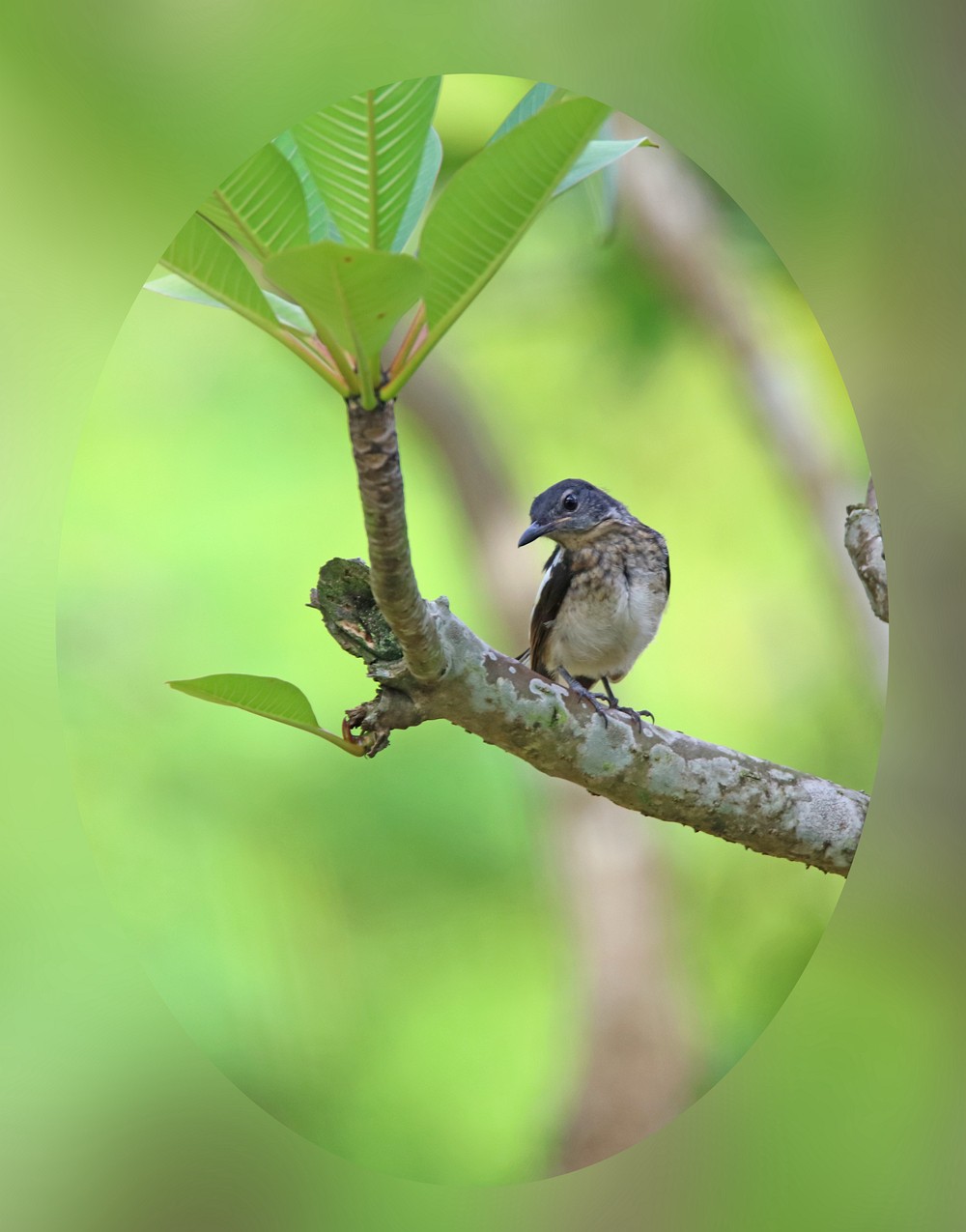 尝试处理不喜欢的鸟片背景