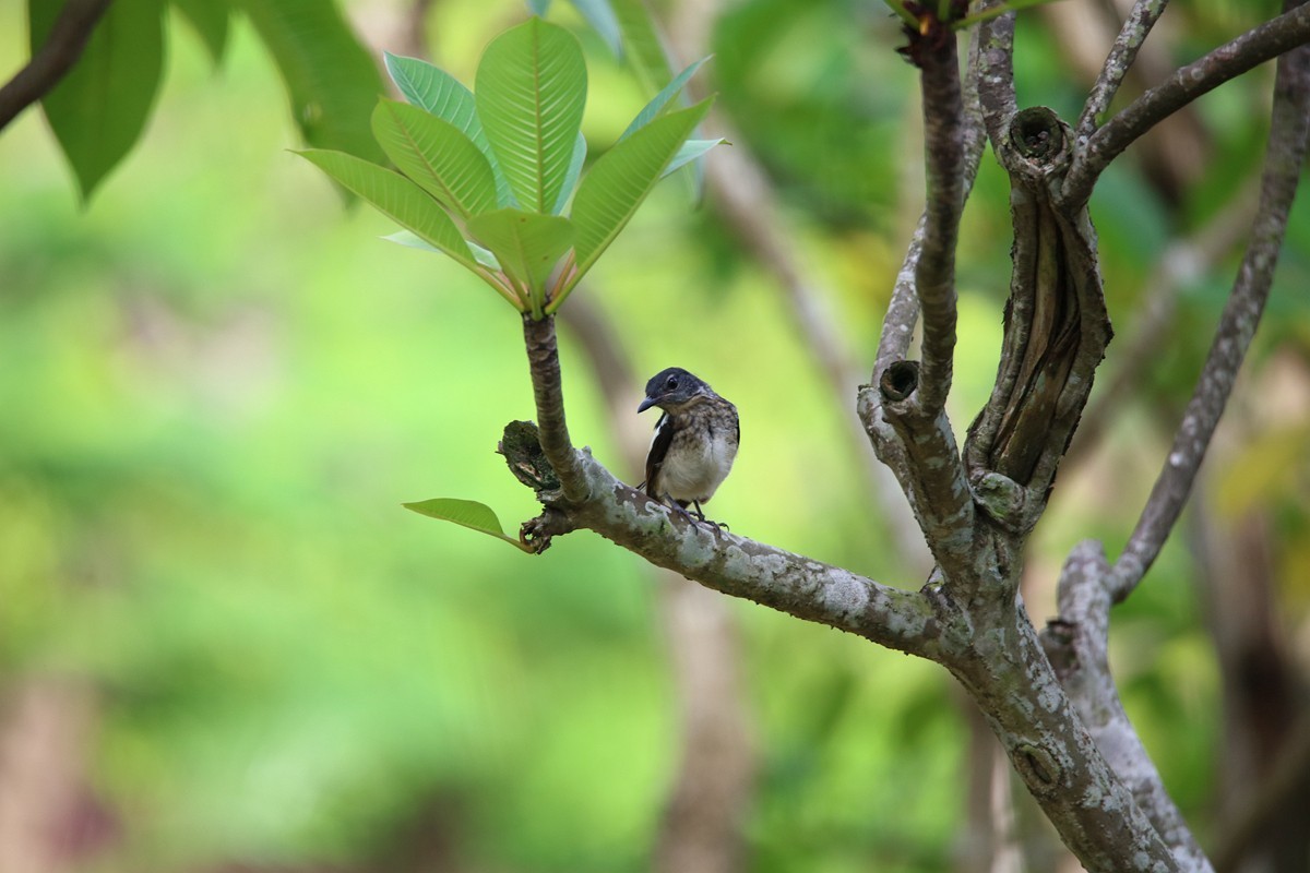 尝试处理不喜欢的鸟片背景