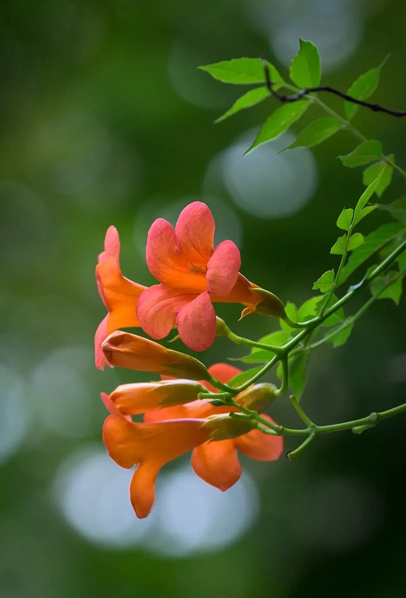 #盛夏#-----盛夏凌宵花开