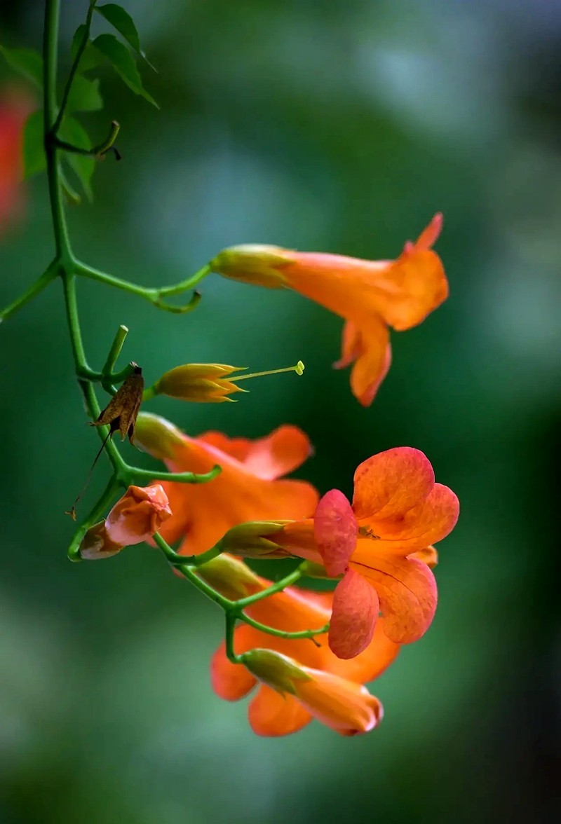 #盛夏#-----盛夏凌宵花开