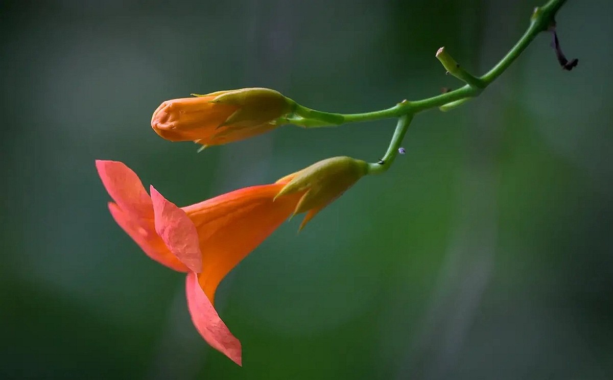 #盛夏#-----盛夏凌宵花开