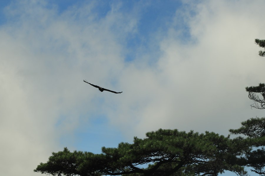东南五省游之二十一——三清山顶部分风光