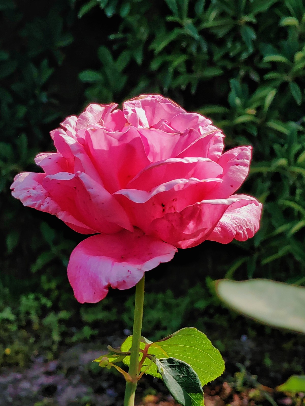 遛弯回家路上随拍（手机版）