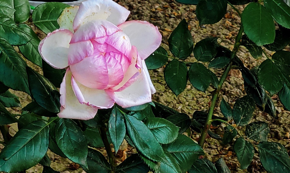 遛弯回家路上随拍（手机版）