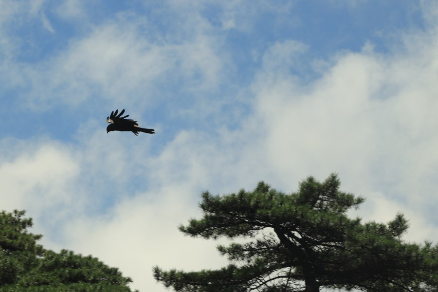 东南五省游之二十二——江西三清山高峰风光