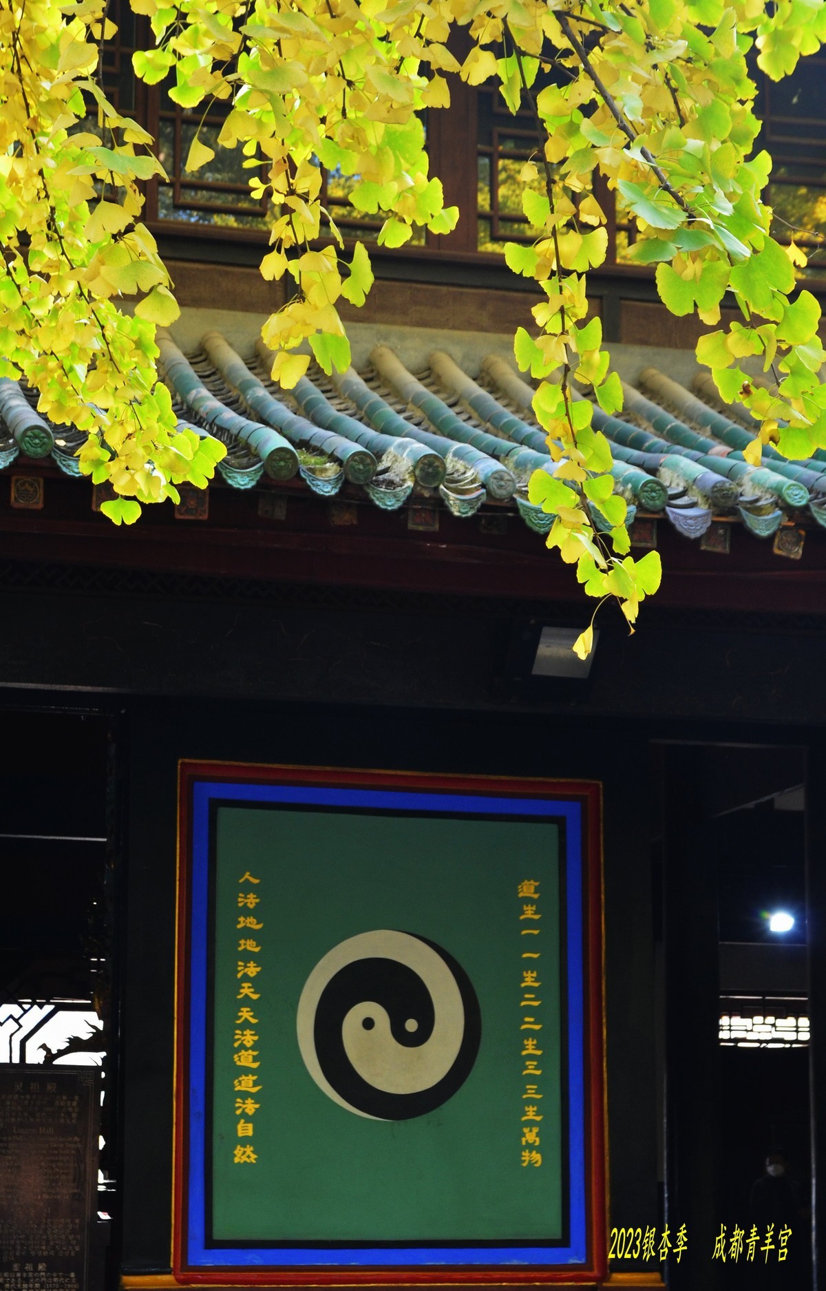 2023成都银杏季——青羊宫的银杏