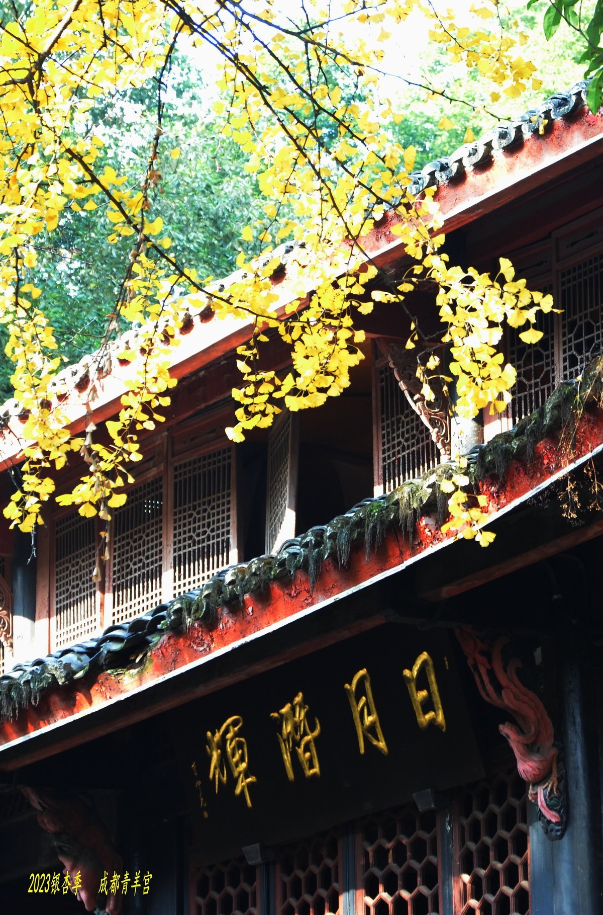 2023成都银杏季——青羊宫的银杏