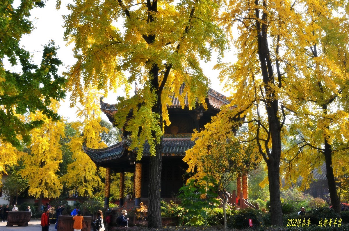 2023成都银杏季——青羊宫的银杏