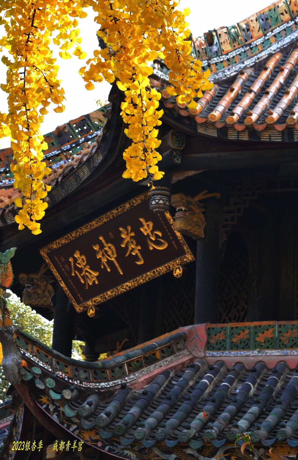 2023成都银杏季——青羊宫的银杏