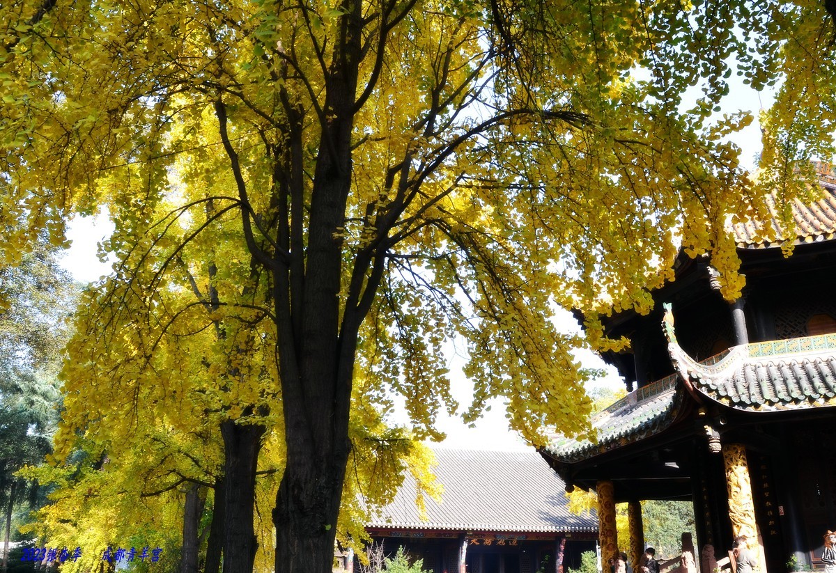 2023成都银杏季——青羊宫的银杏