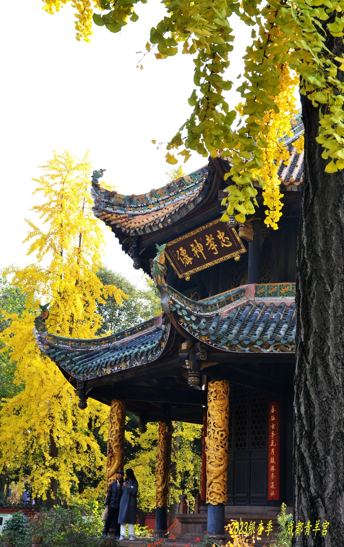 2023成都银杏季——青羊宫的银杏