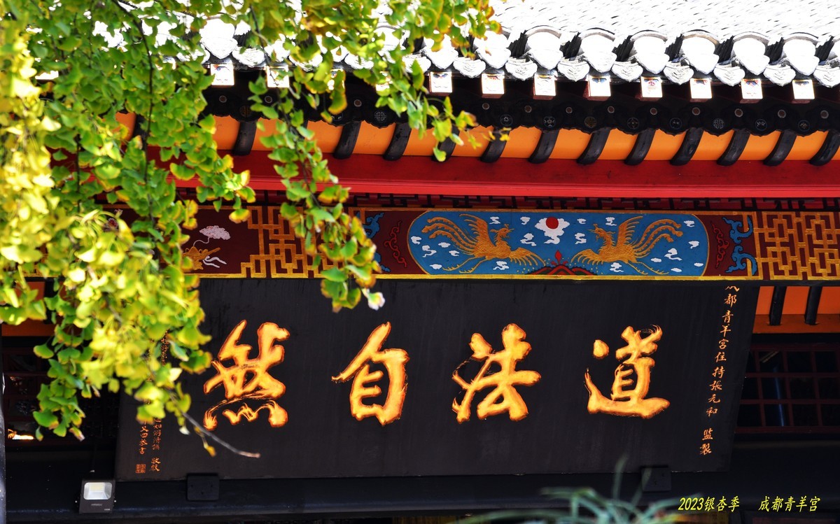 2023成都银杏季——青羊宫的银杏