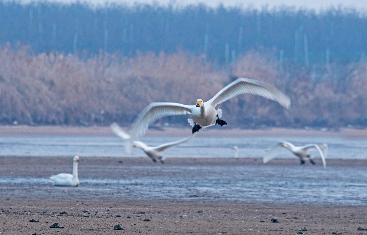 荣成大天鹅（三十四）