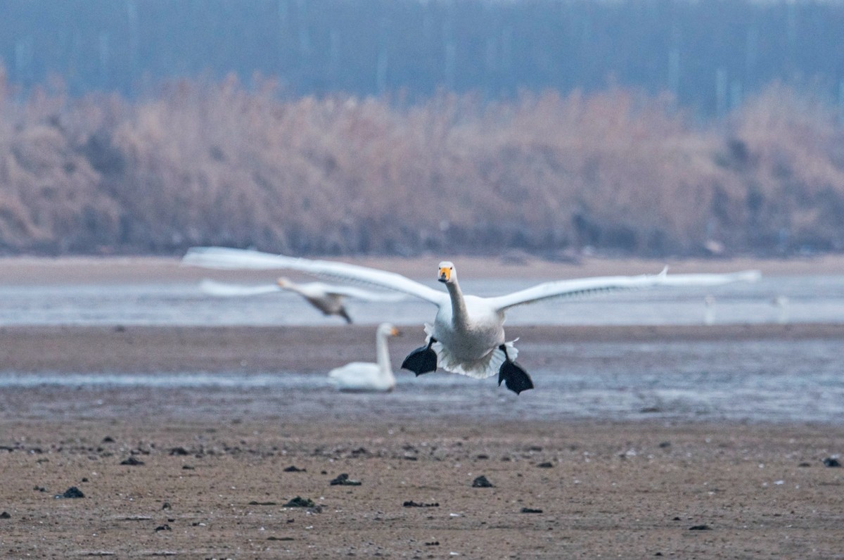 荣成大天鹅（三十四）