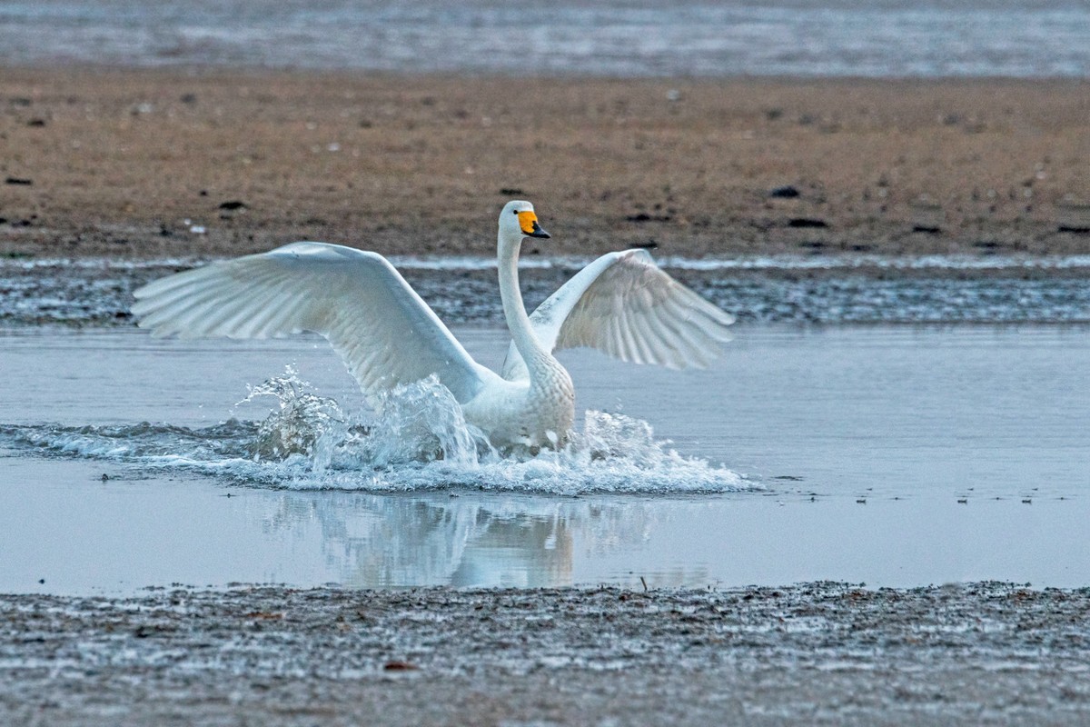 荣成大天鹅（三十四）