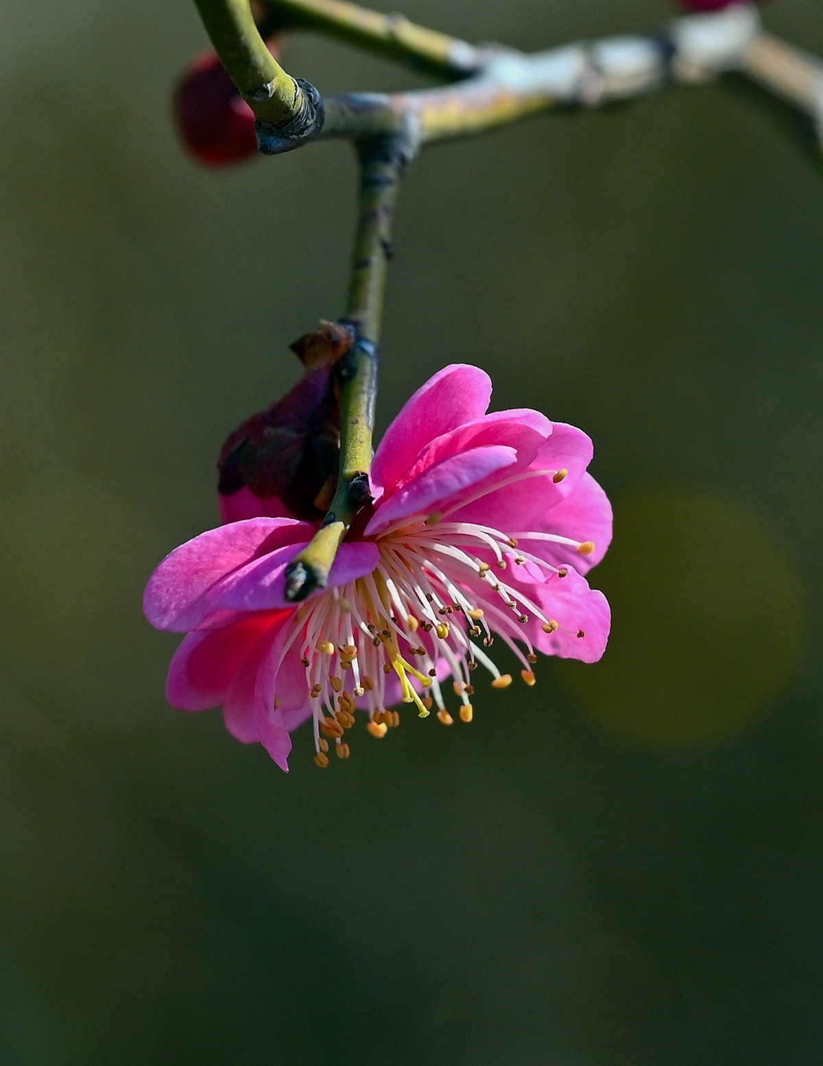 尼康Z6相机的挂机头24-120。春来无事，只为花忙。