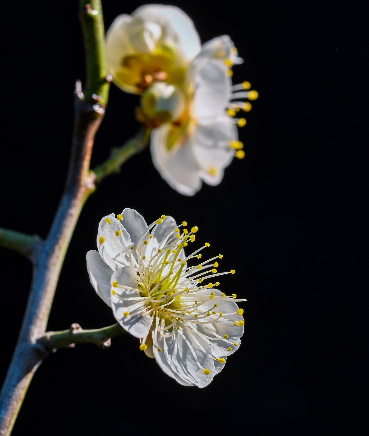 尼康Z6相机的挂机头24-120。春来无事，只为花忙。