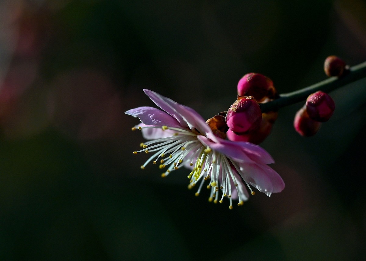 尼康Z6相机的挂机头24-120。春来无事，只为花忙。