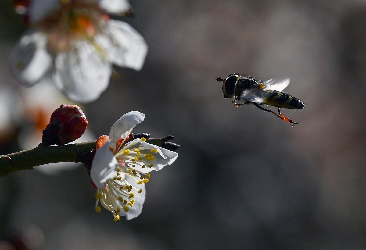 尼康Z6相机的挂机头24-120。春来无事，只为花忙。