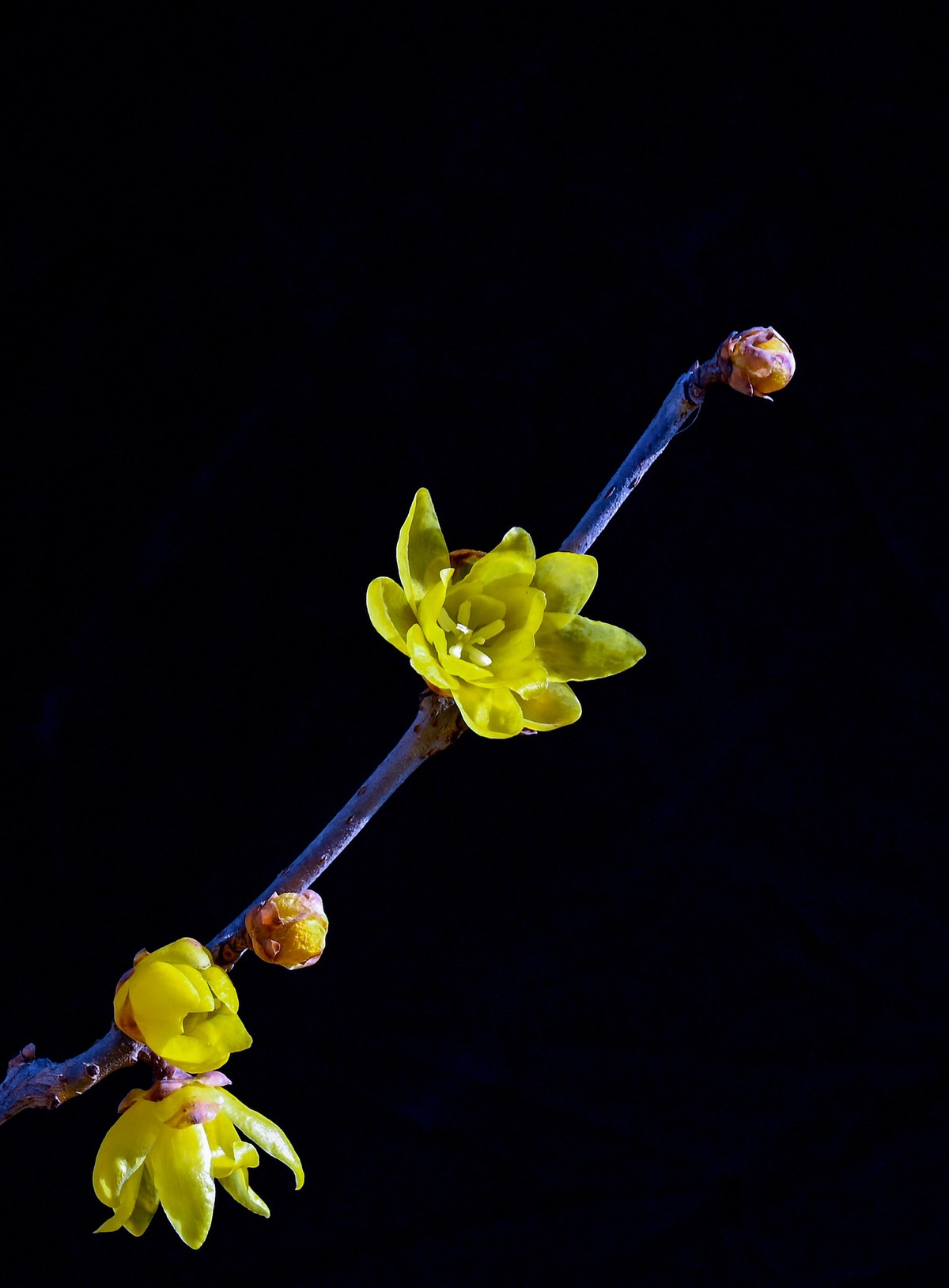 尼康Z6相机的挂机头24-120。春来无事，只为花忙。