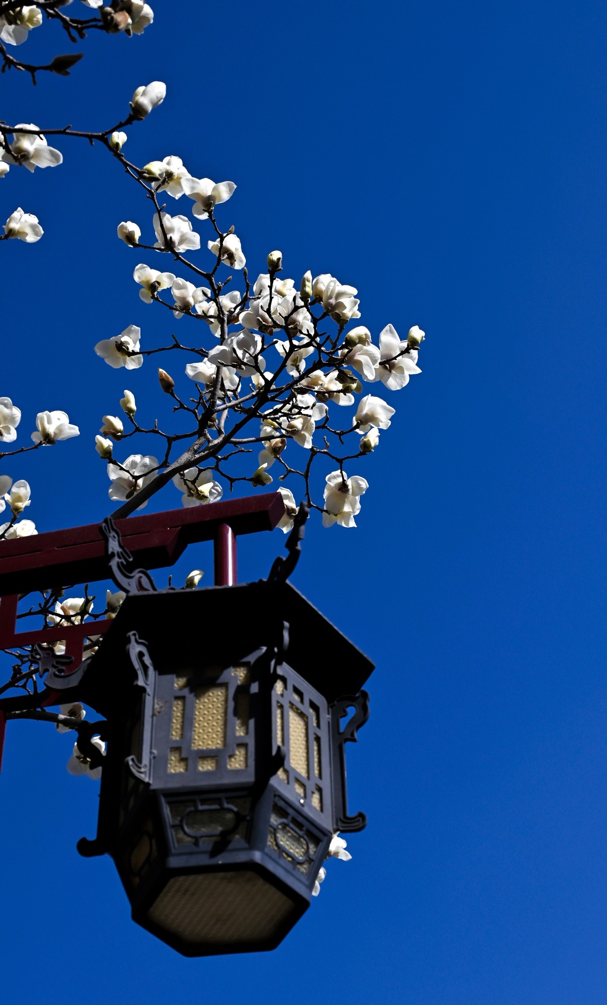 尼康Z6相机的挂机头24-120。春来无事，只为花忙。