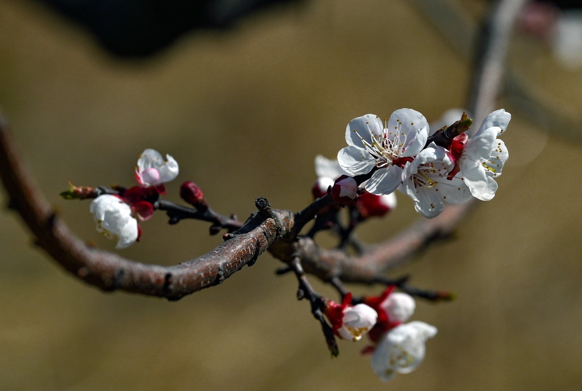 尼康Z6相机的挂机头24-120。春来无事，只为花忙。
