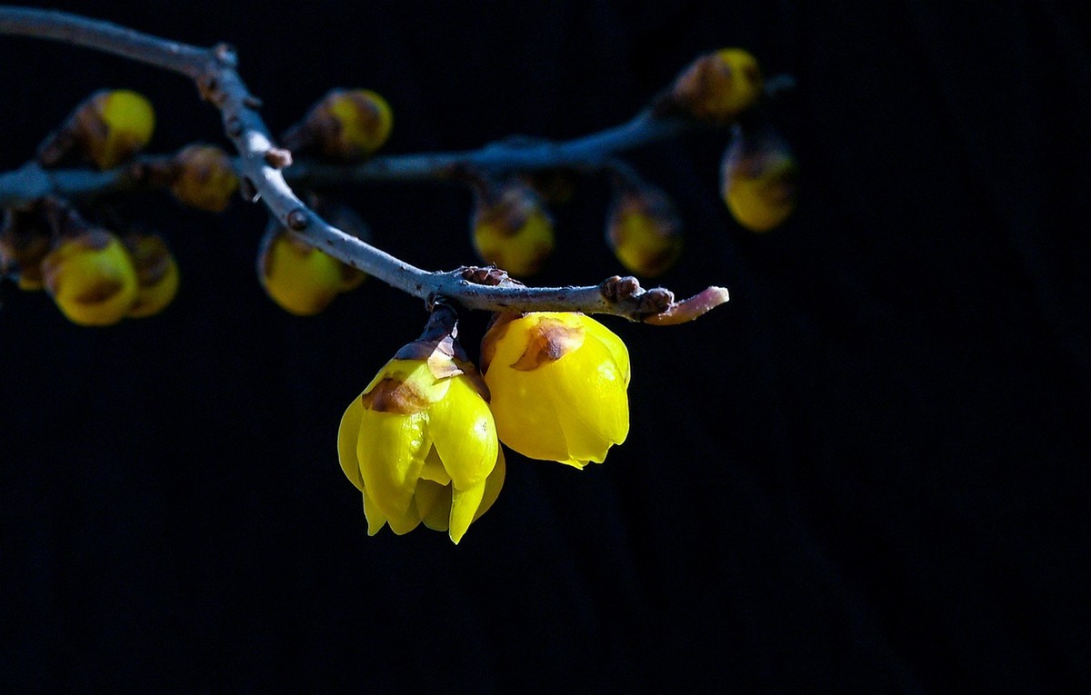 尼康Z6相机的挂机头24-120。春来无事，只为花忙。