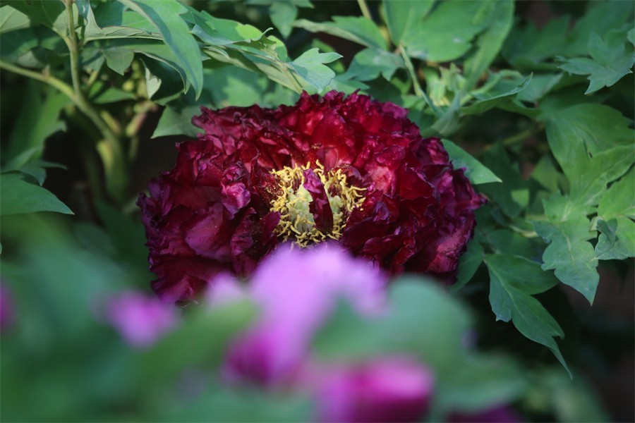 牡丹相约迎嘉宾武皇巡游千人醉洛阳