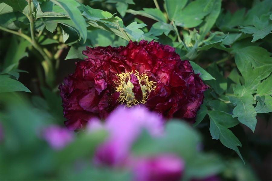 牡丹相约迎嘉宾武皇巡游千人醉洛阳