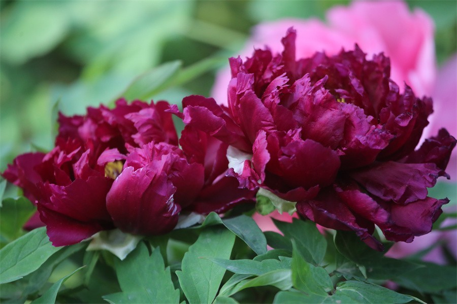 牡丹相约迎嘉宾武皇巡游千人醉洛阳