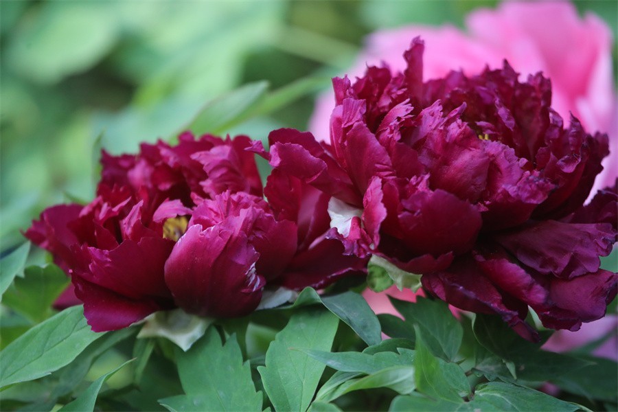 牡丹相约迎嘉宾武皇巡游千人醉洛阳