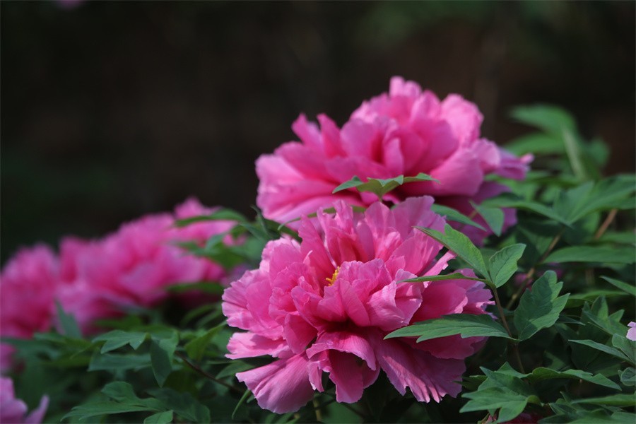 牡丹相约迎嘉宾武皇巡游千人醉洛阳