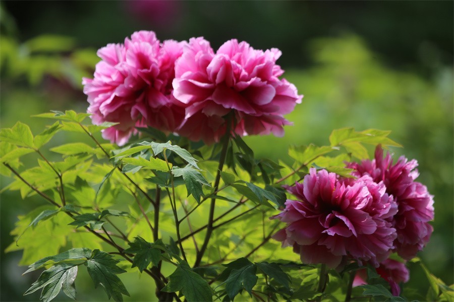 牡丹相约迎嘉宾武皇巡游千人醉洛阳