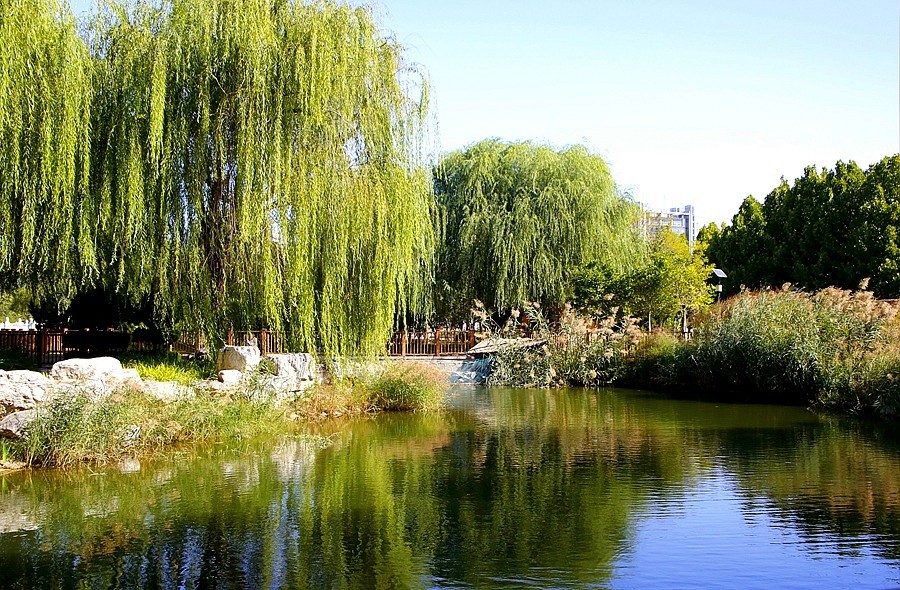 《不老松：纪实摄影》大美沧州系列報道：〕狮城公园！ (04)