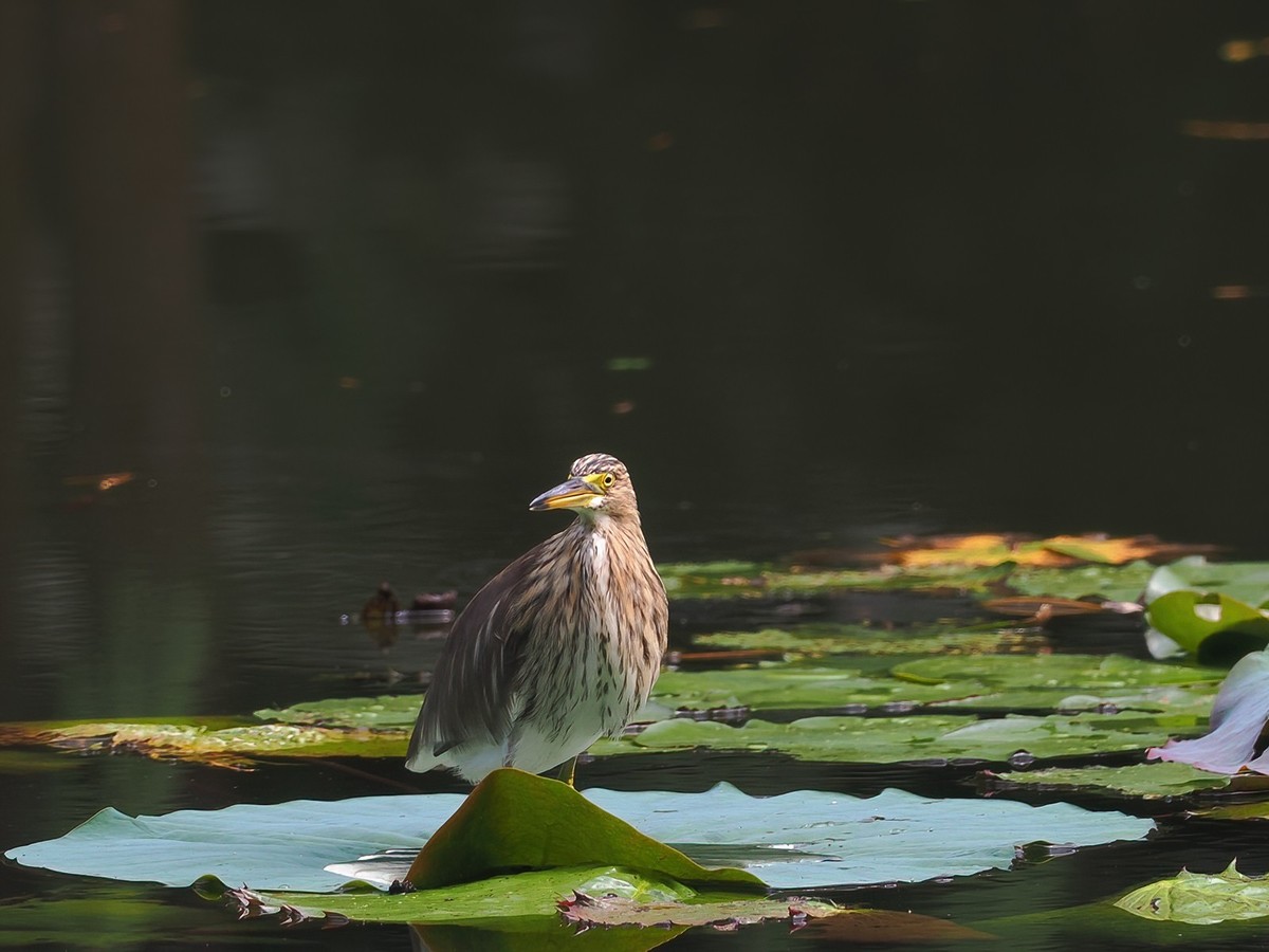 麓湖公园 水雉（1）