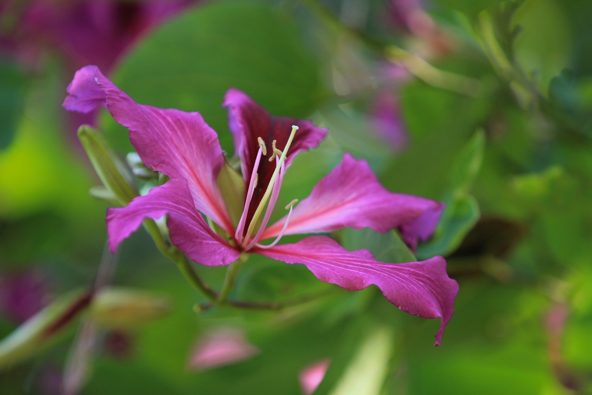 拍摄花卉一（402）